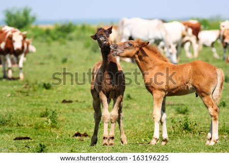 Two young foals playing on a green pasture surrounded but cows and other horses. They have funny facial expressions like they are talking and one is very surprised by what he has just heard :D