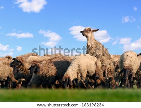 Life is good! Domestic animals - sheep, happily mating on a pasture with green grass and clear blue sky with white clouds