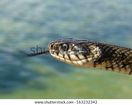 Grass snake with tongue out