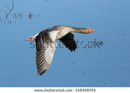 One Greylag Goose in flight