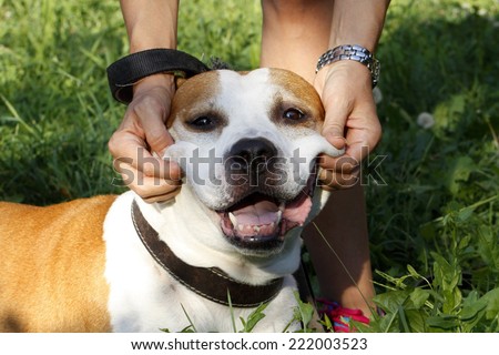 Pitbull - Staffordshire terrier smiling dog