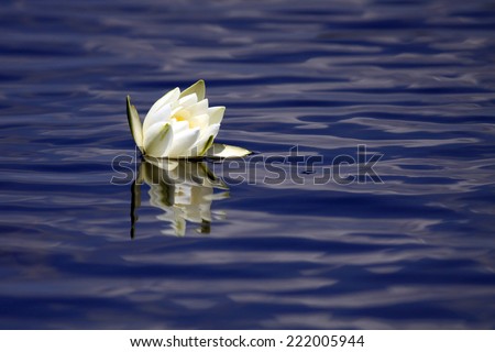 Water lily - lotus flower with reflection on blue water
