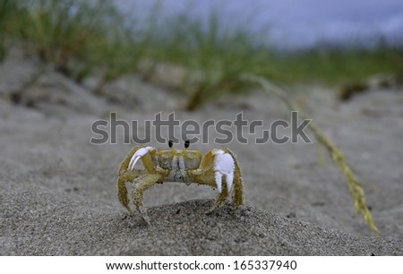 Sand Crab on St. Augustine Beach, Florida, USA
