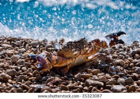 Old crab in water splashes with ocean in the background