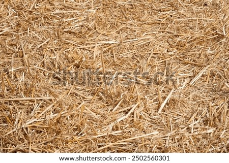 Similar – Image, Stock Photo Dry grasses in the backlight of the evening sun