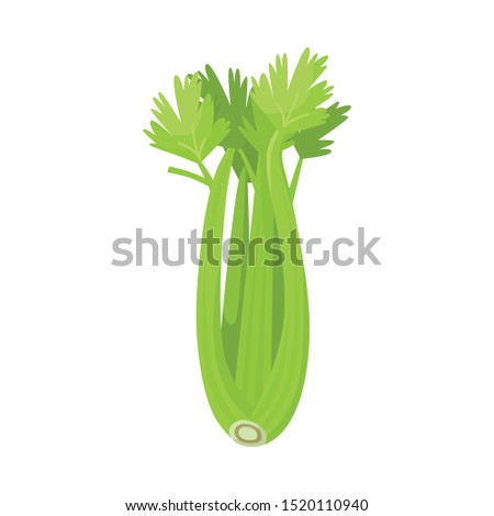 Isolated object of celery and bunch symbol. Graphic of celery and stick vector icon for Stock.