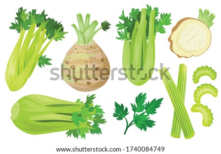 Celery isolated cartoon set icon. Vector cartoon set icon vegetable. Vector illustration celery on white background.
