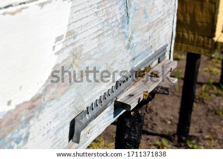 Similar – Image, Stock Photo Beehives on flowering willow