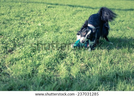 border collie playing with flying disk. concept about pets and animals