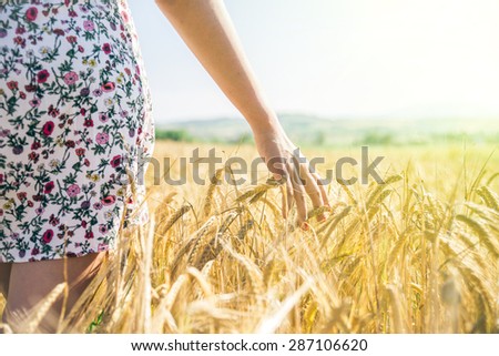 Woman walking in a wheat field - Hand of a young girl touching corn ears in a field at sunset