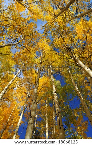 Looking up at a canopy of yellow leaves, formed by aspen trees, in the Pike National Forest, of Colorado, during the autumn season