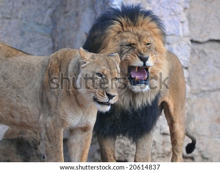 African Lion and Lioness
