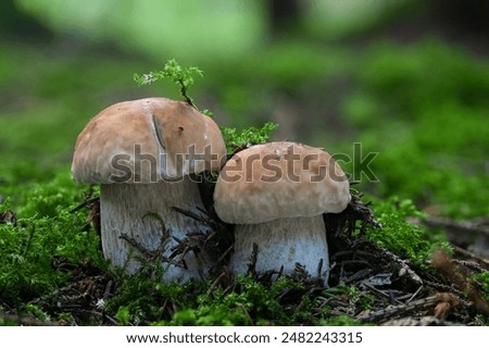 Similar – Image, Stock Photo forest mushroom boletus