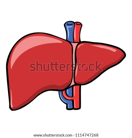 A vector illustration of human liver. The file is in eps file format can be used in free program such inks cape, Krita, Photoshop, illustrator and many other. Good 4 medical education purposes & more.