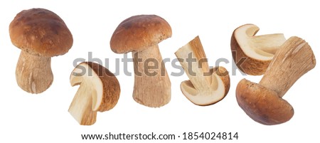 Levitating porcini mushrooms isolated on white background. Boletus mushrooms on a white background. Package design element. 