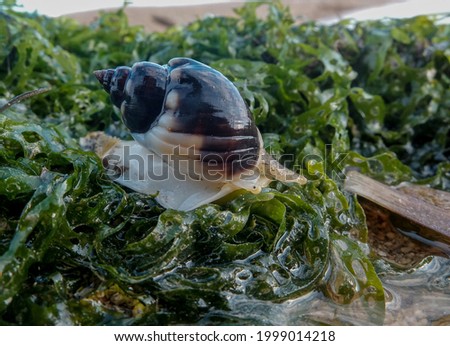 sea ​​snail walking on the beach sand 商業照片 © 