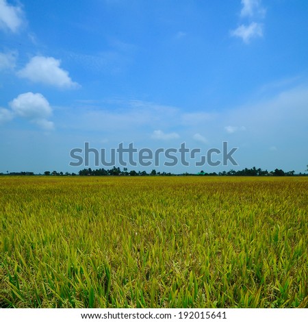 Paddy field during hot day and windy day at Sekinchan, Malaysia