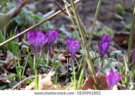 Similar – Image, Stock Photo Early bloomer crocus macro shot violet