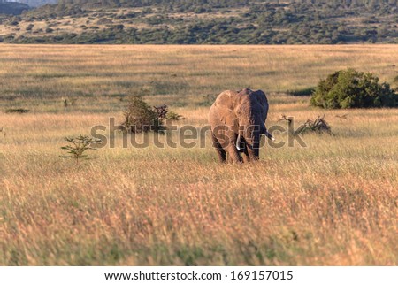 Elephant Bull Wildlife Bull elephant alone late afternoon crossing wildlife animals grasslands plains.