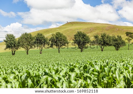Maize Corn Field Summer Green maize corn field with line of trees in the rural mountain countryside