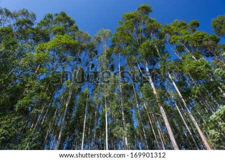 Tall Gum Trees Blue Tall gum trees growing into the blue sky
