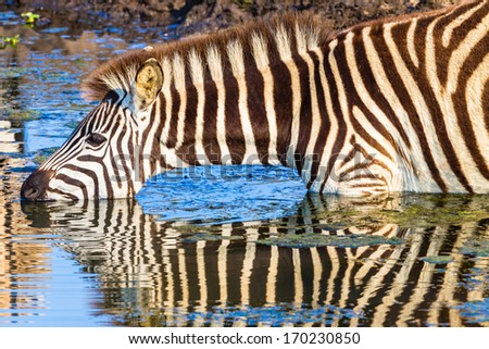Wildlife Zebra Drinking Reflections Wildlife animal reserve water hole with zebra drinking with body mirror reflections