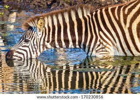Wildlife Zebra Drinking Reflections Wildlife animal reserve water hole with zebra drinking with body mirror reflections