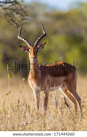 Wildlife Buck Animal  Wildlife impala buck animal alert in morning light for predators in wildlife animal reserve.
