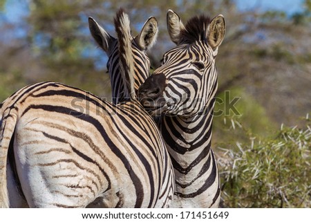 Zebra Affections Animal Wildlife Zebra affections between two wildlife animals in reserve