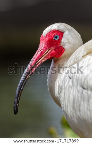 White Ibis Bird  White Ibis bird striking face features red skin and blue eyes with white feathers