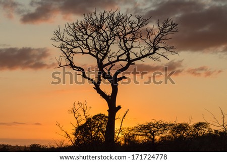 Dawn Tree Rural  Landscape  Dawn sky light reflections silhouette  trees dry vegetation in natures colors over the rural  wildlife landscape