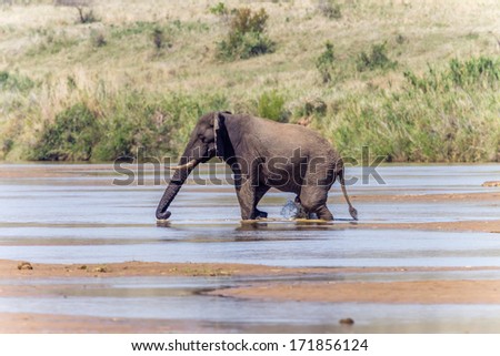 Elephant Bull Middle River Elephant bull in middle of river in wildlife animal terrain.