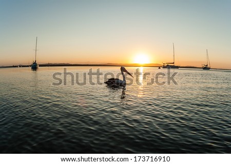Lagoon Bird Yachts Sunset Lagoon waters as sun sets with pelican bird and distant moored yachts in natures frame