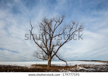 Tree Bare Snow Landscape Tree bare isolated on winter snow mountain landscape