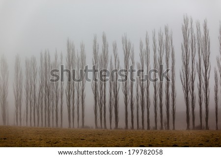 Trees Lines Mist Vertical Winter Mist covers line of vertical trees