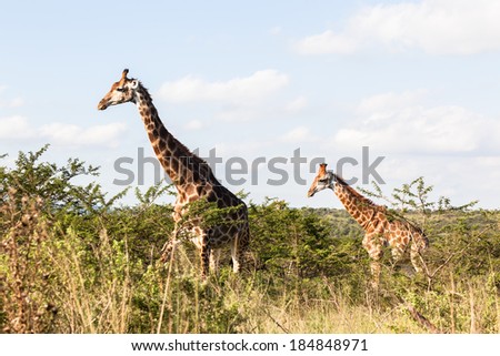 Giraffes Wildlife Landscape Giraffe animals in wildlife nature outdoor safari reserve park