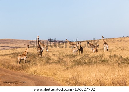Giraffe Wildlife Animals Wildlife giraffe animals alert in habit wilderness safari park reserves over the rugged terrain.
