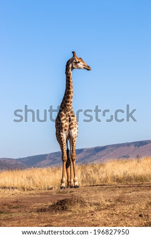 Giraffe Wildlife Animals Wildlife giraffe animals alert in habit wilderness safari park reserves over the rugged terrain.