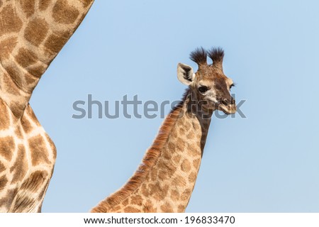 Giraffe Calf Touch Affections Wildlife animals giraffe mother with her calf closeup neck touching affections in their habit wilderness reserve.