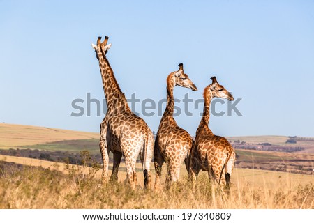 Giraffes Three Wildlife Animals Three giraffes wildlife animals together in their grassland habit wilderness reserve terrain.