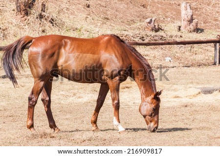 Horse Healthy Animal Horse chestnut animal  detail outdoors