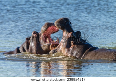 Hippo Fight Wildlife Hippo animals challenge fight mouths wide open at waterhole in wildlife park reserve