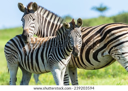 Zebra Calf Wildlife Zebra calf animals closeup alert between feeds in wildlife wilderness.