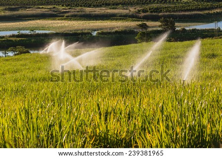 Farm Irrigation Crops Sprinkler water irrigation farm agriculture sugarcane crops