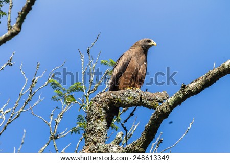 Eagle Bird Bird eagle kite perched on tree branch in morning blue sky