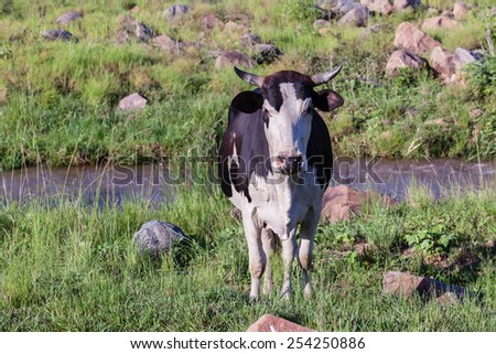 Cow Animal River Cow farming  cattle animals in open valley fields rural countryside