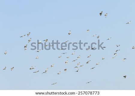 Birds Flying\
Birds pigeons flying blue sky