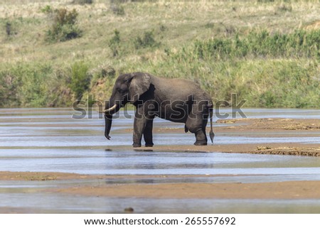 Elephant Bull River\
Elephant bull in river wildlife animal in wilderness park reserve