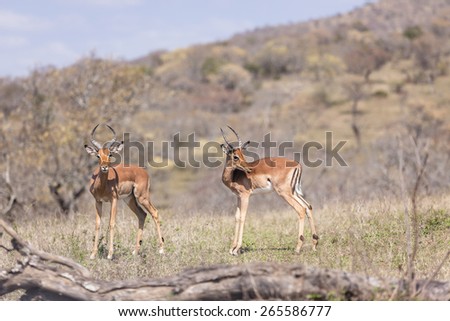 Buck Wildlife Safari\
Impala buck wildlife animals alert in wilderness safari park reserve
