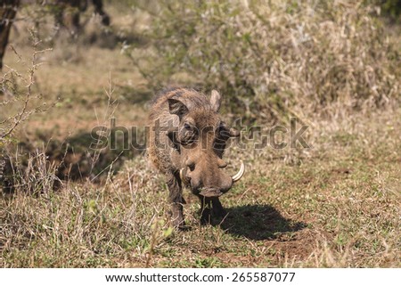 Warthog Wildlife Animal\
Warthog wildlife animal closeup in wilderness safari park reserve